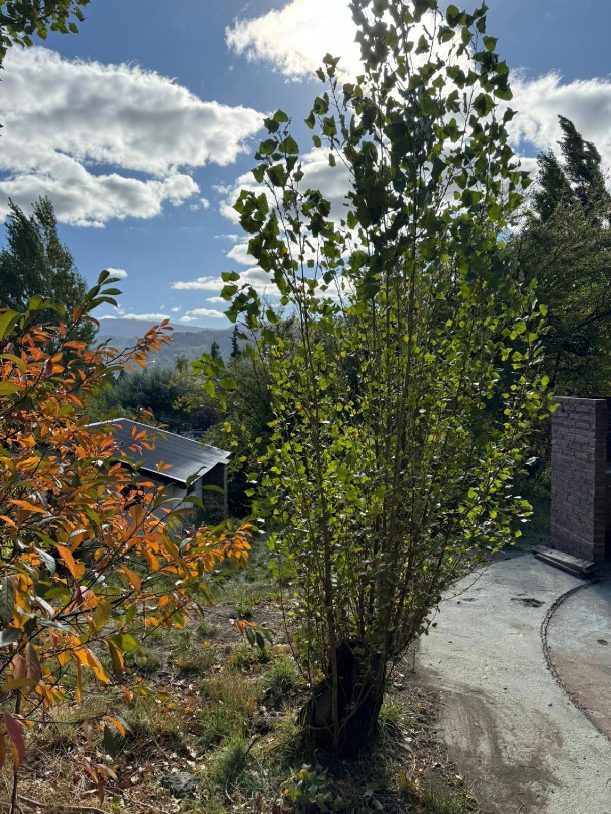 Huilen De Bandurrias Villa San Martin de los Andes Ngoại thất bức ảnh